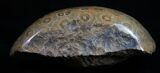 Polished Fossil Coral Head - Morocco #10390-2